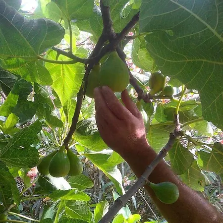 مزرعة للإقامة Massaro Pietro *