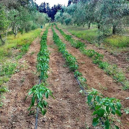 مزرعة للإقامة Massaro Pietro *