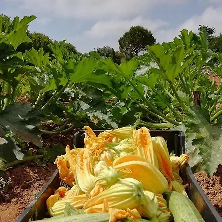 Massaro Pietro مزرعة للإقامة أوترانتو